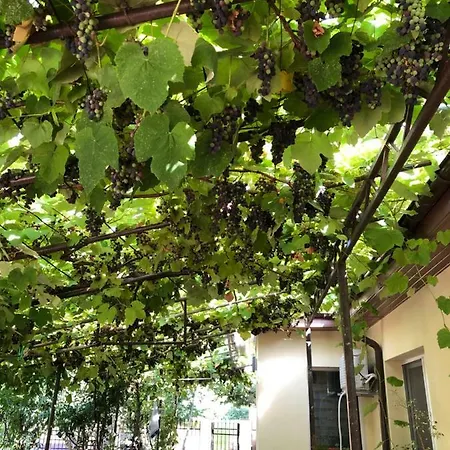 Pensjonat Casa Lui Mamaia *
